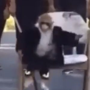 Meet your Posher, Oscar